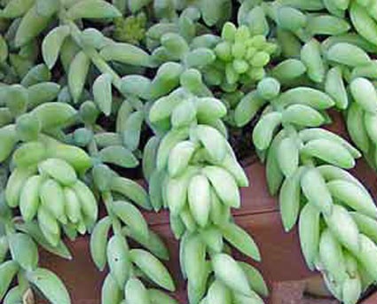 burro's tail 
